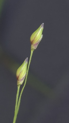 Branched Panic (Panicum effusum)