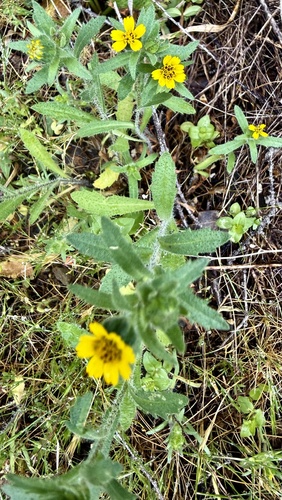 Tall Tidytips (Layia hieracioides)