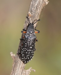 Rhipiceridae