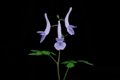 Corydalis decumbens
