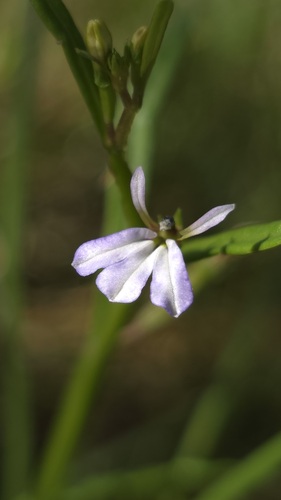 angled lobelia (Lobelia anceps)
