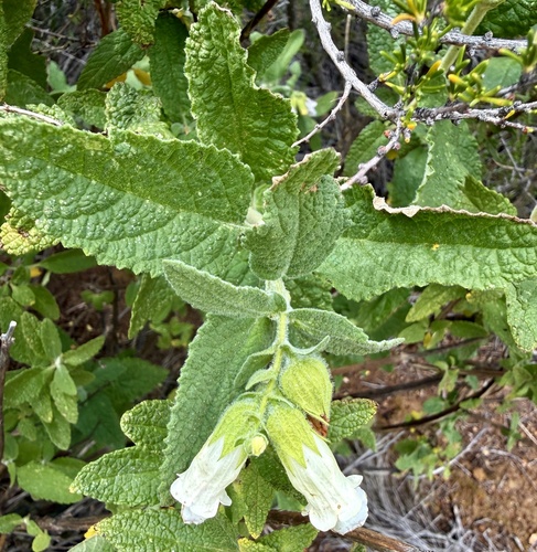 California Pitcher Sage (Lepechinia calycina)