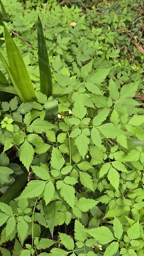 Showy Balloon Vine (Cardiospermum grandiflorum)