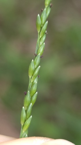 Bordered Panic Grass (Entolasia marginata)