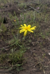 Senecio californicus