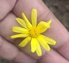 Senecio californicus