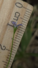 Wahlenbergia gracilis, photograph (c) Petra Holland, some rights reserved (CC BY)
