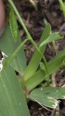 Wahlenbergia gracilis, photograph (c) Petra Holland, some rights reserved (CC BY)