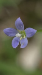 Wahlenbergia gracilis, photograph (c) Petra Holland, some rights reserved (CC BY)