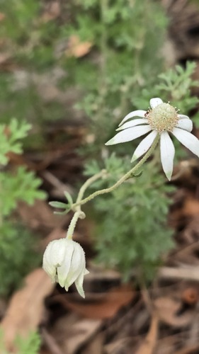 Flannel Flower (Actinotus helianthi)