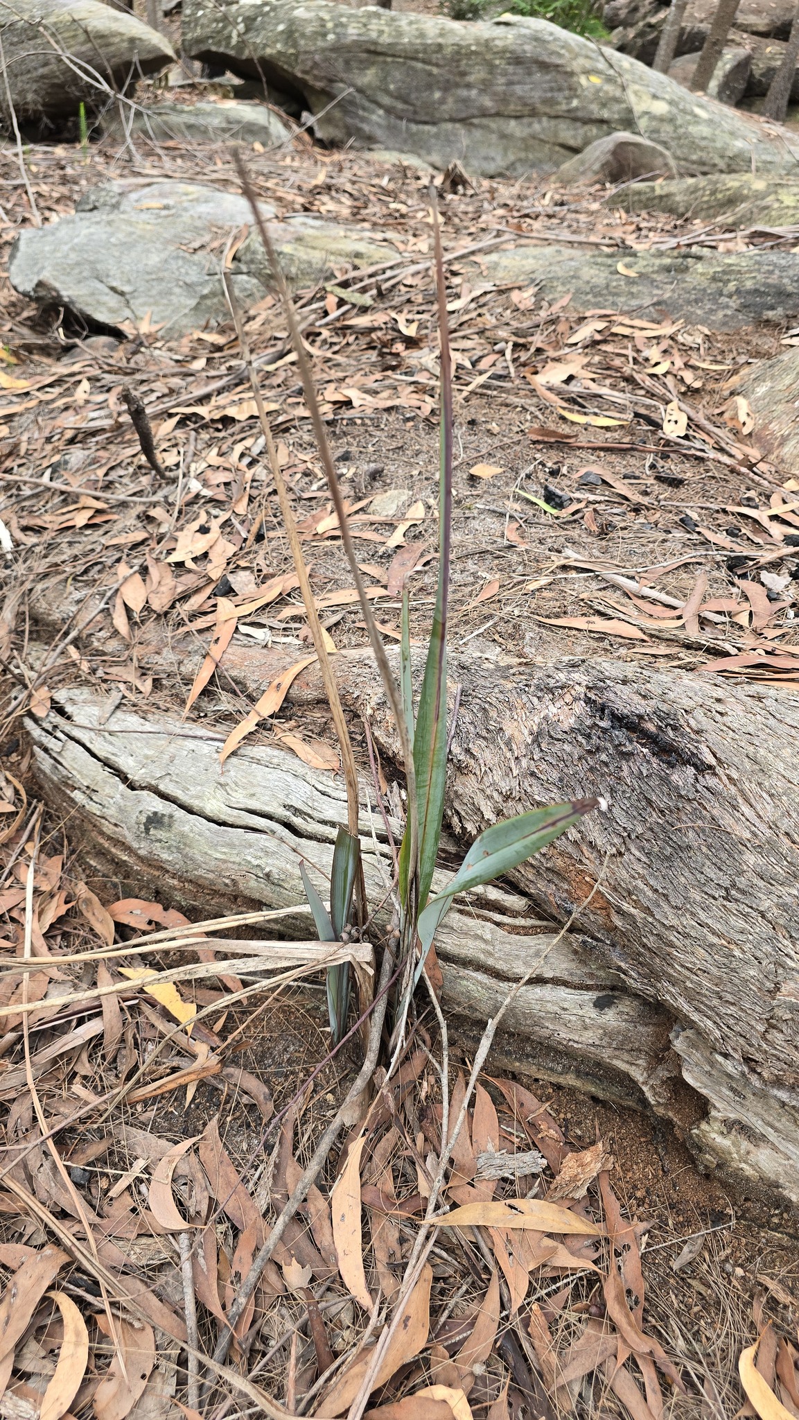 Dianella prunina
