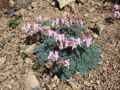 Dicentra peregrina