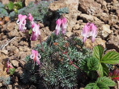 Dicentra peregrina