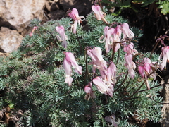 Dicentra peregrina