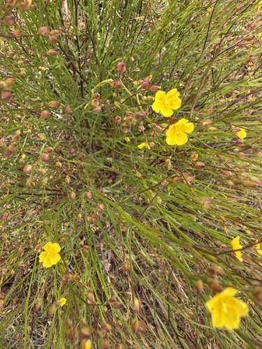 peak rushrose (Crocanthemum scoparium)