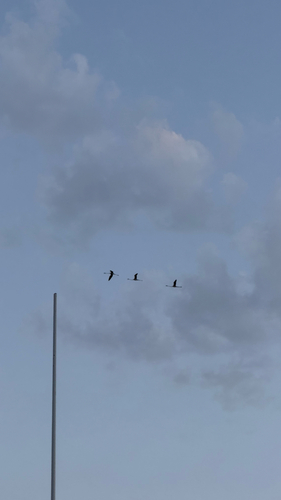 Greater Flamingo