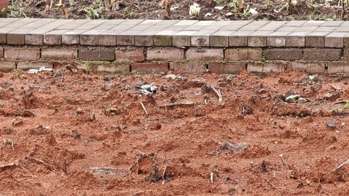 White Wagtail