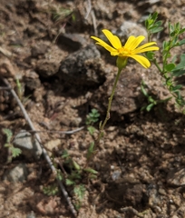 Senecio californicus