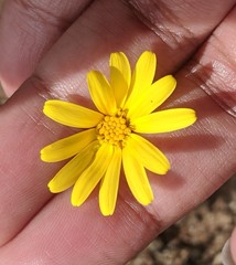 Senecio californicus