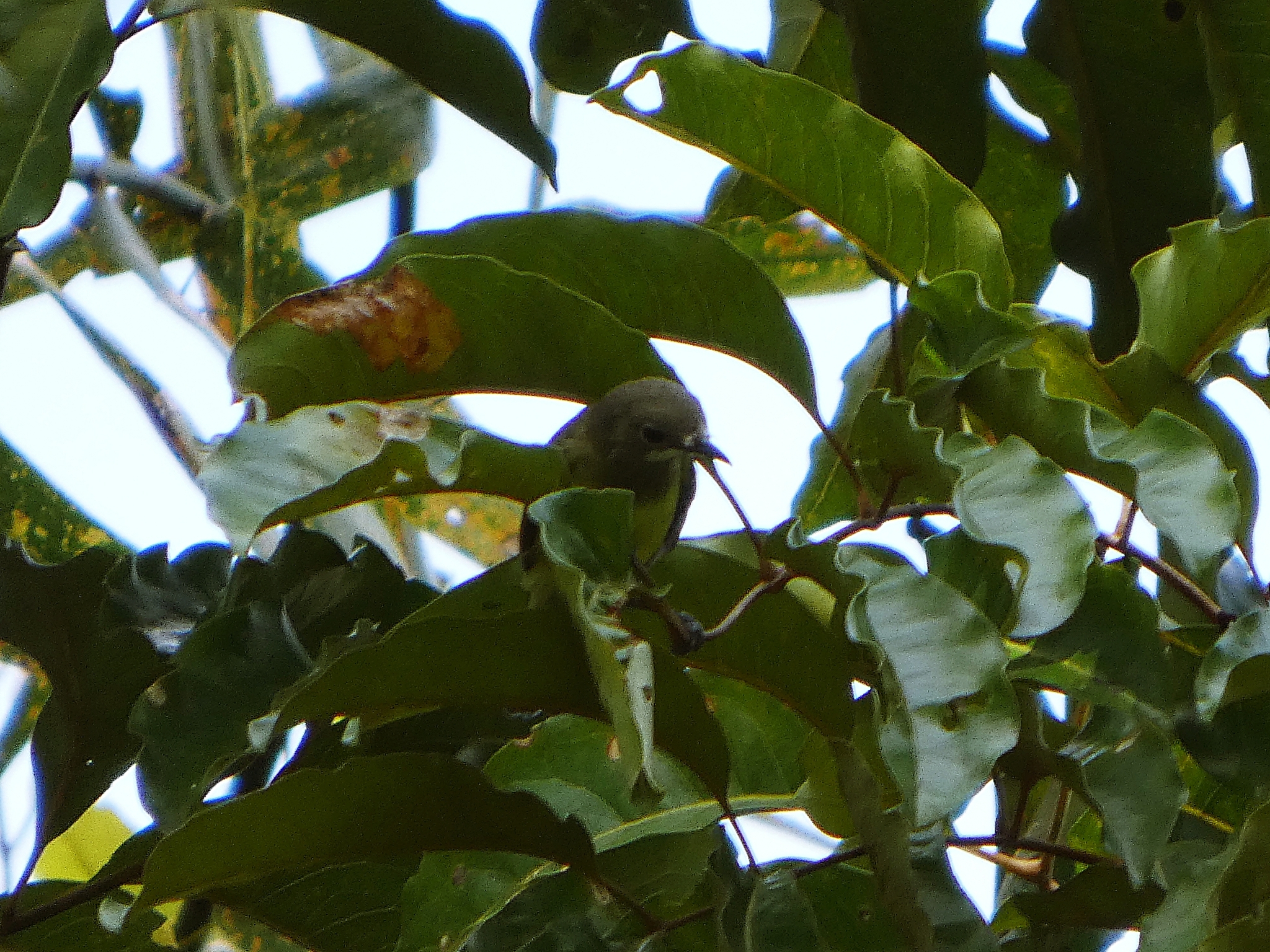 Fairy Gerygone (Gerygone palpebrosa), photo 3