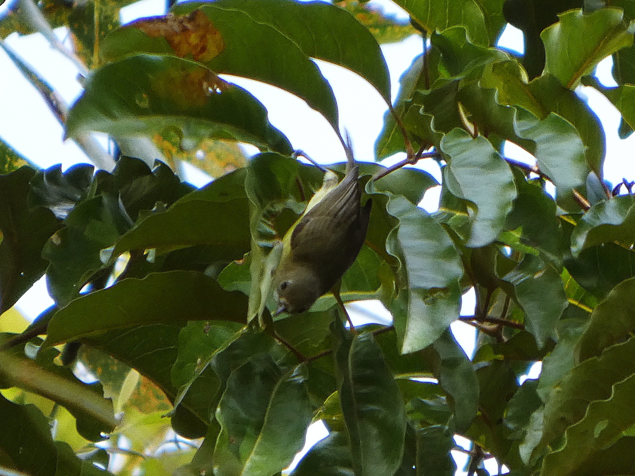 Fairy Gerygone (Gerygone palpebrosa), photo 2