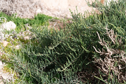 Glaucous Glasswort (Arthrocaulon macrostachyum)