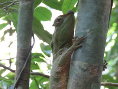 Lyriocephalus scutatus