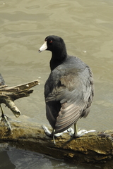 Fulica americana
