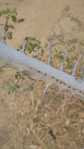 Bauhinia rufescens