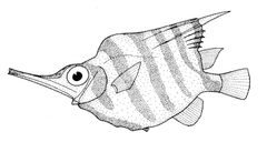 Banded Yellowfish photo 4