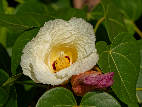 Indian tulip tree