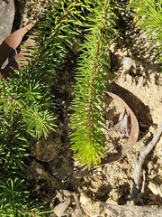 Persoonia chamaepitys, photograph (c) ronavery, some rights reserved (CC BY)
