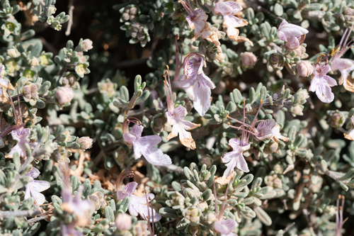 Shortleaf Germander (Teucrium brevifolium)