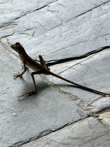 Sri Lanka Kangaroo Lizard