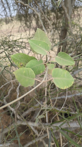 Leptadenia lanceolata