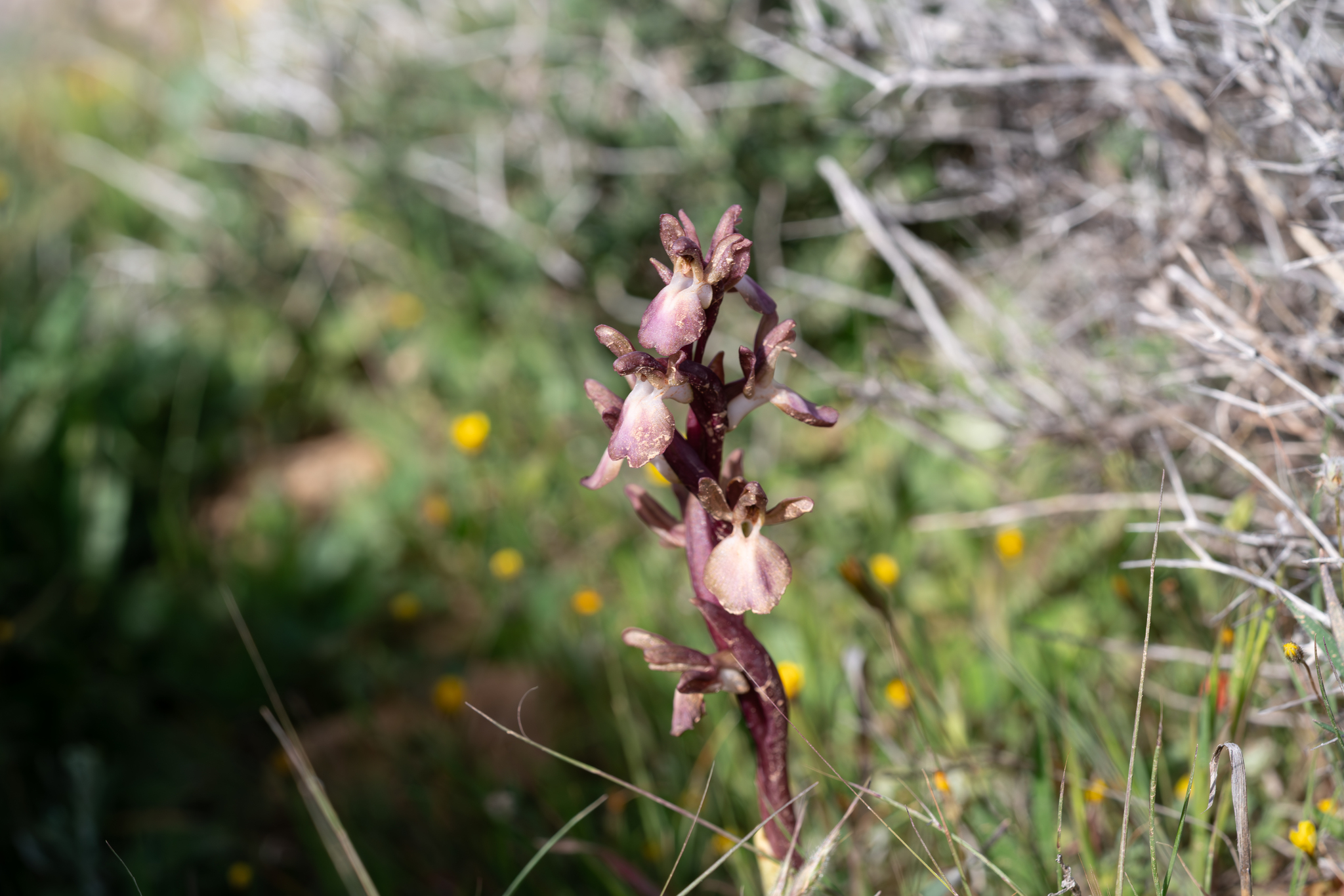 Fan-Lipped Orchid (Anacamptis collina)