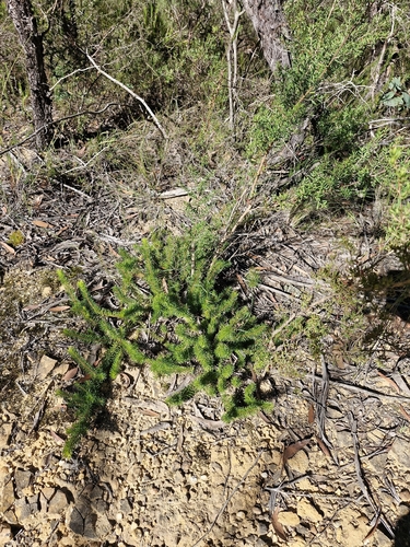 Persoonia chamaepitys, photograph 5
