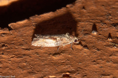 Harmologa scoliastis