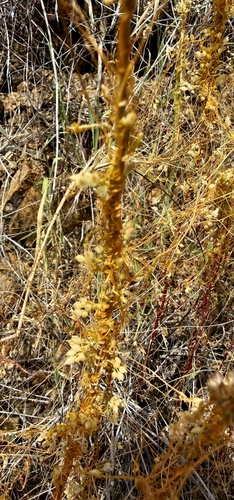 California dodder (Cuscuta californica)