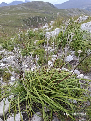 Lambstail (Lanaria lanata)