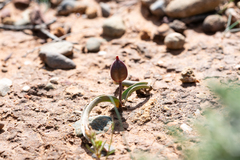 Tulipa cretica