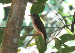 Muscicapa muttui
