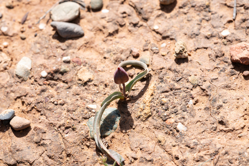 Tulipa cretica, photograph 1