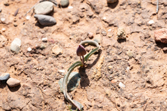 Tulipa cretica, photograph (c) Eleftherios Katsillis, some rights reserved (CC BY)