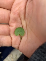 Cochlearia officinalis