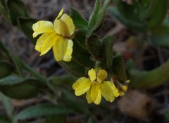 Goodenia amplexans
