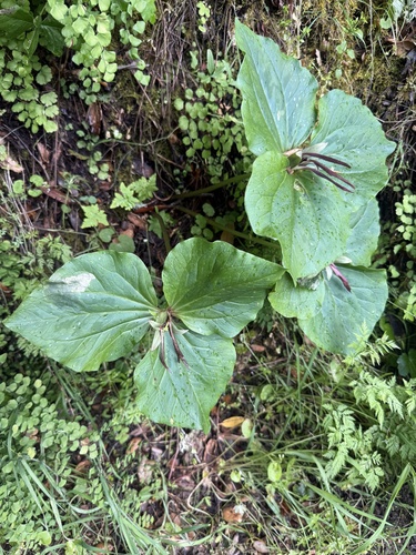 giant wakerobin (Trillium chloropetalum)