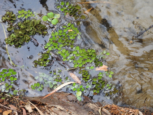 Giant Salvinia (Salvinia molesta)