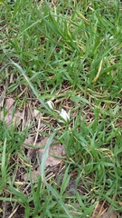 Ornithogalum fimbriatum