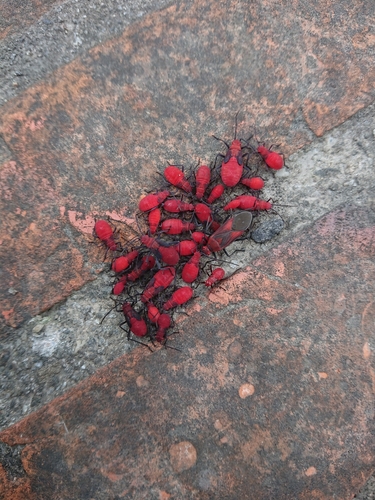 Leptocoris vicinus photo 2